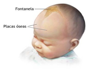 fontanela